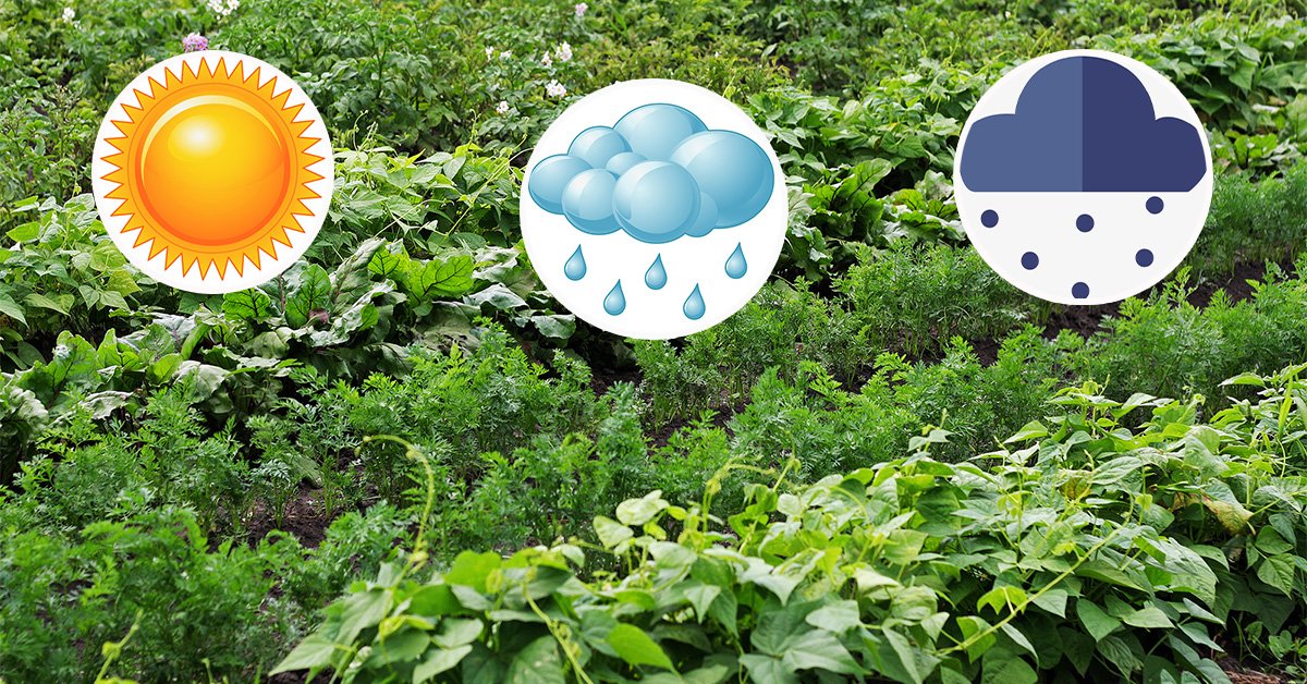 Как спасти урожай от погодных катаклизмов: 4 стратегии для любой погоды
